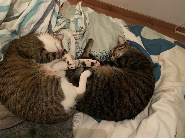 Nari and Clot, two cats curled around each other like an inspiraling binary