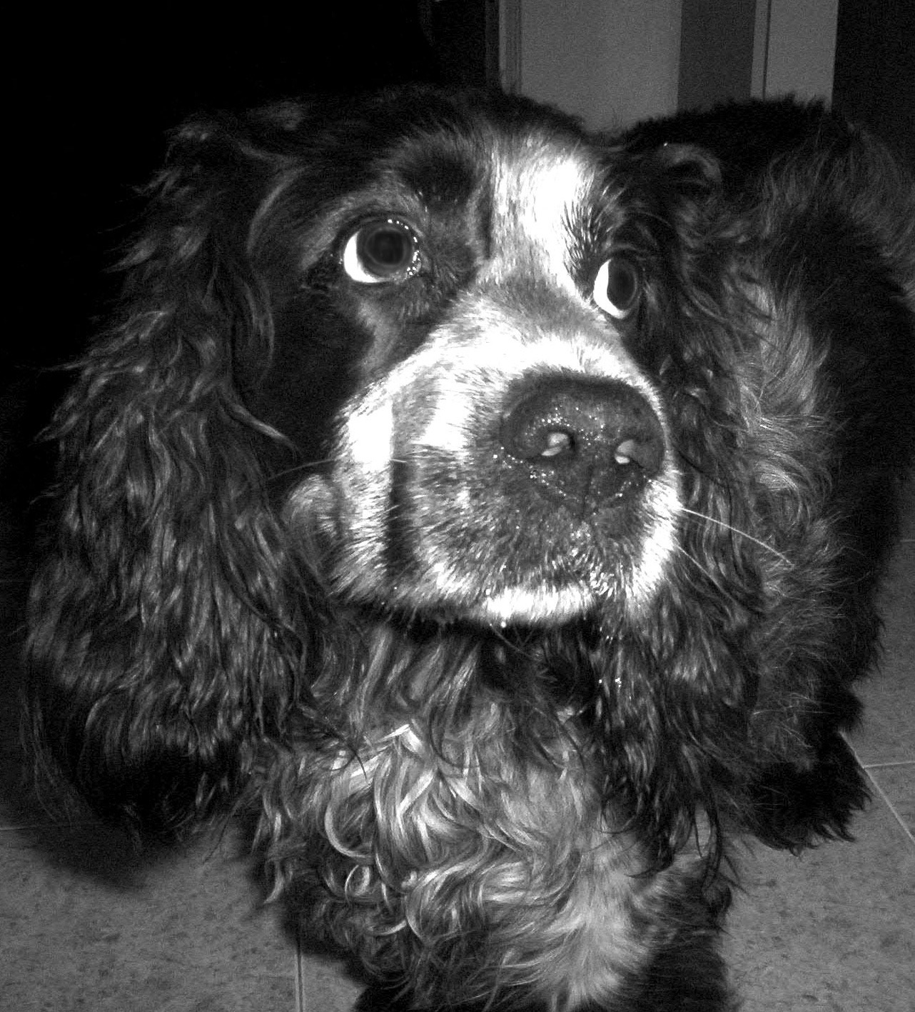 Photo of a dog in black and white